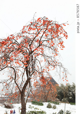 雪の中の残り柿 雪の中の残り柿 8576587