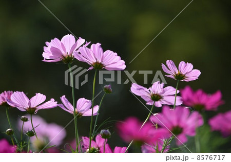 陽射しを受けた秋桜達 8576717