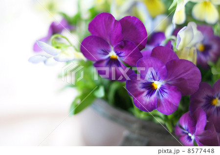 ビオラ ビオラ 8577448