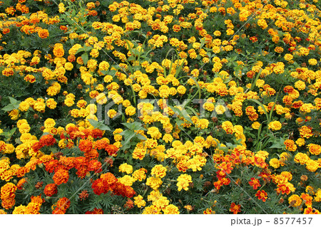 beautiful flower of tagetes and many others beautiful flower of tagetes and many others 8577457