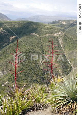 Steep Andean ravine with bromeliads flowering in foreground 8577564