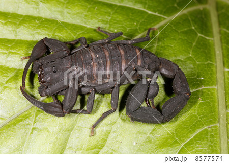 Scorpion Scorpion 8577574