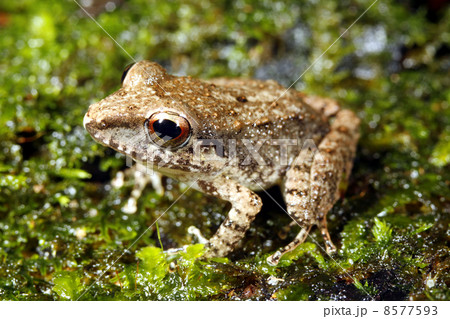 Rain frog (Pristimantis) in the Ecuadorian Amazon Rain frog (Pristimantis) in the Ecuadorian Amazon 8577593