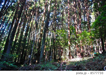 鹿ヶ谷の山林（京都市） 8577730