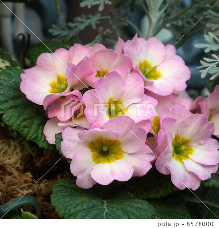 プリムラ・ジュリアン 8578000