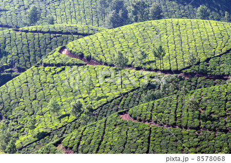 mountain tea plantation in India 8578068
