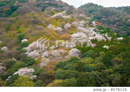 嵯峨野嵐山の桜 嵯峨野嵐山の桜 8578110