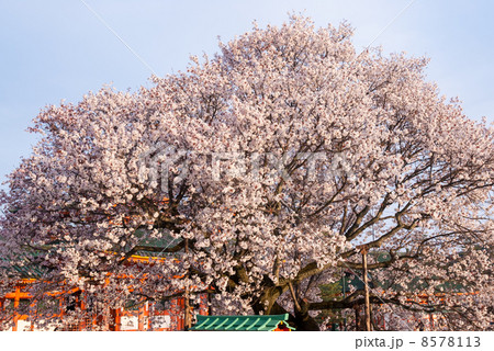 平安神宮 左近の桜 平安神宮 左近の桜 8578113