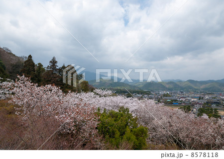 虚空蔵　法輪寺の桜 8578118