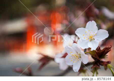 吉田神社の桜 吉田神社の桜 8578144