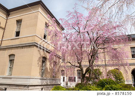 京都府庁旧本館　紅八重枝垂桜 8578150