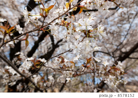 京都府庁旧本館 容保桜 京都府庁旧本館 容保桜 8578152
