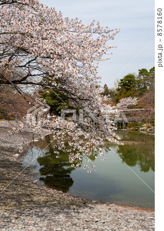 仙洞御所　南池の州浜と桜の馬場 8578160