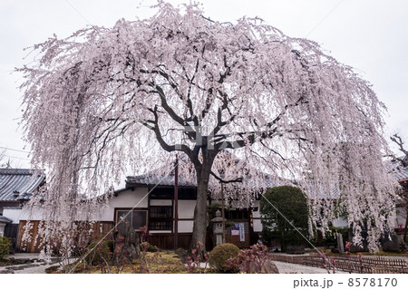 本満寺　枝垂れ糸桜 8578170