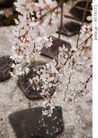 本満寺 枝垂れ糸桜 本満寺 枝垂れ糸桜 8578171