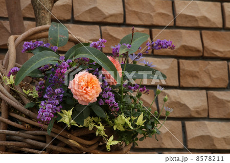 ミニ薔薇とハーデンベルギア ミニ薔薇とハーデンベルギア 8578211