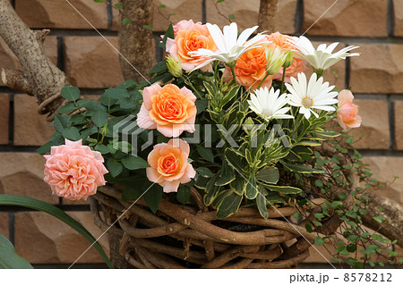 ミニ薔薇とオステオスペルマム ミニ薔薇とオステオスペルマム 8578212