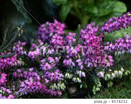 エリカ・ダーリエンシス 8578232