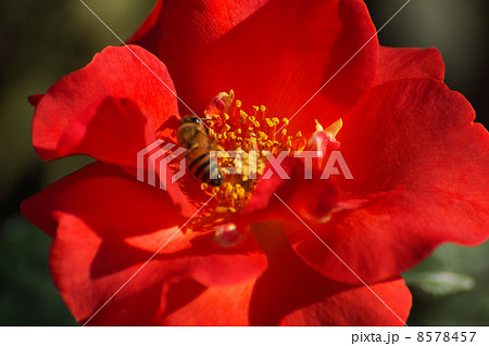 プリンセス・ミチコ蜂オレンジ色の花 プリンセス・ミチコ蜂オレンジ色の花 8578457