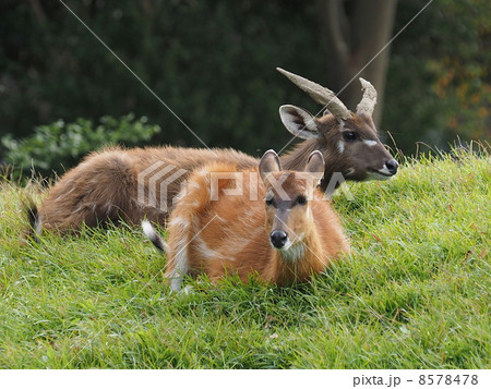 シタツンガの雌雄 8578478