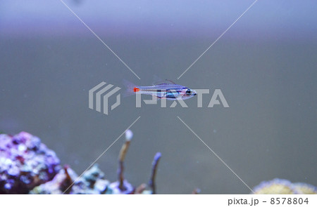 ネオンテンジクダイ 8578804