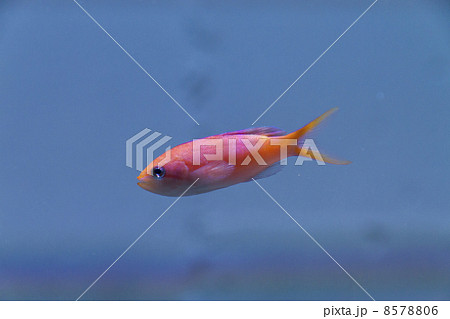 アカネハナゴイ 8578806