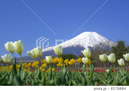 富士山とチューリップ 8578884