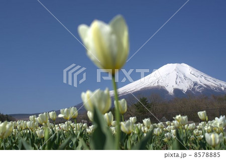 富士山とチューリップ 富士山とチューリップ 8578885