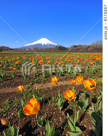 富士山とチューリップ 8578887