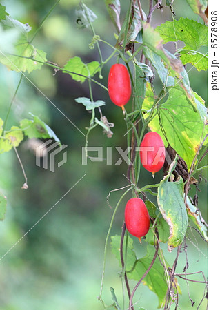 カラスウリ 8578908