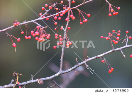 ズミ ズミ 8578909