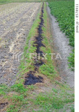 野焼きされたアゼ道 野焼きされたアゼ道 8578911