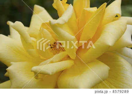 バラ　金閣 8579289