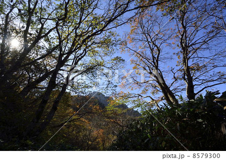 石鎚山の秋の山道 石鎚山の秋の山道 8579300