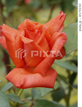 バラ　大文字 8579350