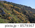 四国、剣山の秋の紅葉 四国、剣山の秋の紅葉 8579367