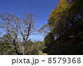 四国、剣山の秋の山道の紅葉 四国、剣山の秋の山道の紅葉 8579368