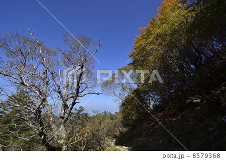 四国、剣山の秋の山道の紅葉 8579368