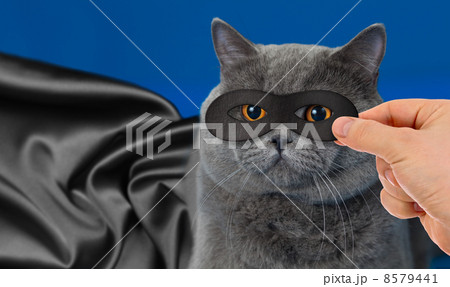 super hero cat portrait super hero cat portrait 8579441