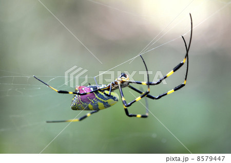 ジョロウグモ（女郎蜘蛛） 8579447