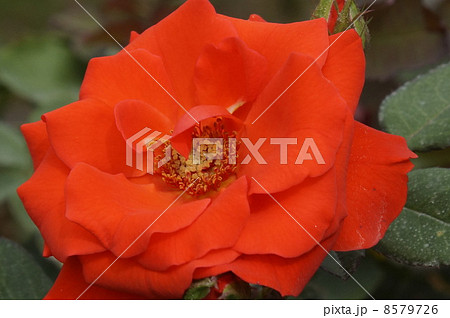 バラ チンチン バラ チンチン 8579726