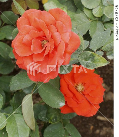 バラ　チンチン 8579756