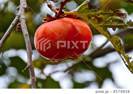 柿の実（埼玉県深谷市） 8579838