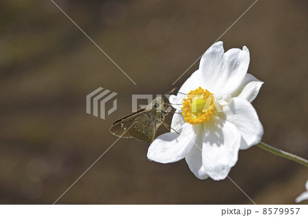 秋明菊とチャバネセセリ 8579957