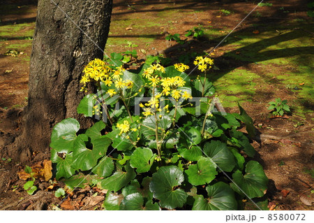 10月花　ツワブキ・キク科82 8580072