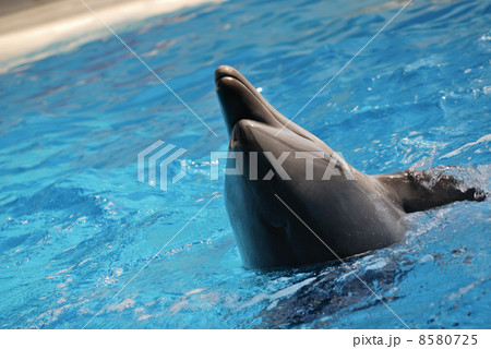 dolphins dolphins 8580725