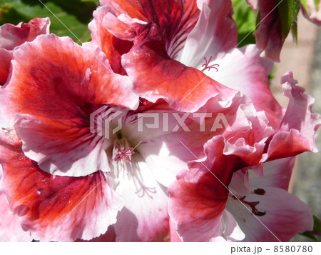 ペラルゴニウム 8580780