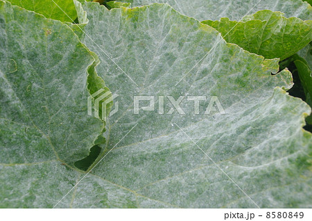 ウドンコ病が発生したカボチャの葉の写真素材