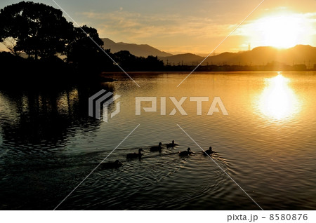 平池の朝日 平池の朝日 8580876