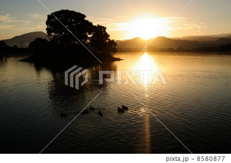 平池の朝日 平池の朝日 8580877